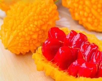 Melón amargo (rojo y amarillo) - Momordica charantia - Vegetal ancestral poco común