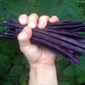 May include: A bunch of purple string beans held in a hand. The beans are long and slender, with a deep purple colour.