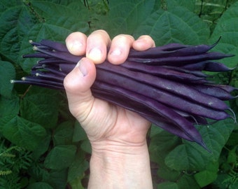 Purple Podded Pole Bean - Phaseolus vulgaris - Rare Heirloom Vegetable