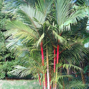 レッドシーリングワックスパーム/リップスティックパーム - キルトスタキス レンダ - 希少植物種子 - ピナン ラジャパーム、レッドグリーン、レッドパームリリー、シーリングワックスパーム