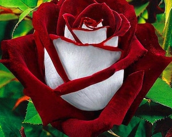 Florist's Tea Rose 'Snow Blood - Rosa x hybrida - Rare 'Plants' Seeds - White Rose with Red Edges, Ruby Frost Tea Rose, Frosty Blood Rose