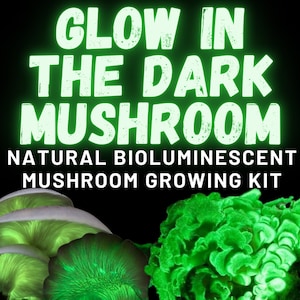 Puede incluir: Kit de cultivo de setas bioluminiscentes que brillan en la oscuridad. El kit presenta tres setas brillantes en varios tonos de verde. Las setas están sobre un fondo negro.