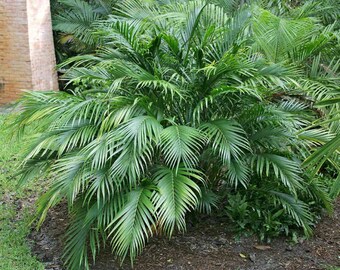 Bambupalm - Chamaedorea seifrizii - Frön från sällsynta 'växter' - Rödpalm, Gröngul, Chamaedorea, Neanthe Bella-palm, Viktoriansk salongspalm