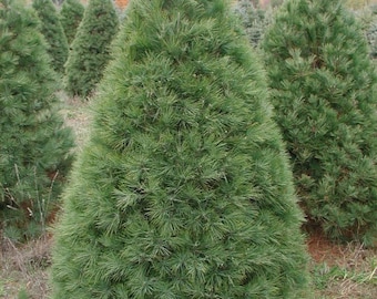 Könnte beinhalten: Ein grüner Kiefernbaum mit konischer Form, der in einem Feld mit anderen Kiefern wächst.