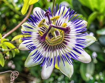 Süße Passionsfruchtblume - Passiflora Ligularis - Seltene 'Frucht'-Samen - Passionsblume, Maypop, Lila Passionsblume