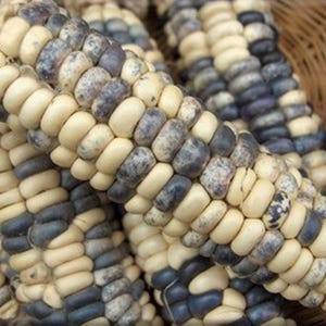 Peut inclure: Gros plan sur un groupe d'épis de maïs avec des grains blancs et bleus. Le maïs est disposé dans un panier.