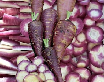 Carota Gniff - Daucus carota - Rara verdura antica