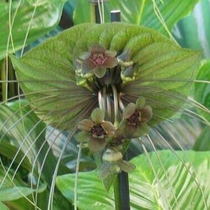 Green Bat Flower - Tacca plantaginea - Rare &#39;Plant&#39; Seeds - Bat Plant, Devil Flower, Cats Whiskers, Green-Brown,Tacca integrifolia,Bats Wing