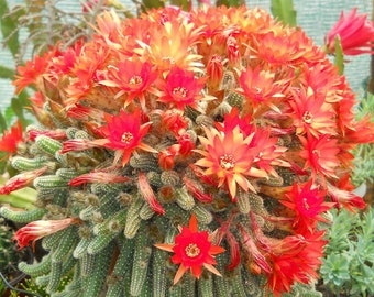 thumbnail image 2 of Monkey Tail Cactus Seeds - 25 Hand-Pollinated Cleistocactus Seeds 2 of 5