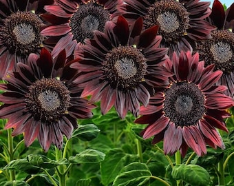 Chocolate Cherry Sunflower - Helianthus annuus - Rare 'Plant' Seeds - chocolate sunflower, Brown-Pink, velvet queen, Mexican sunflower