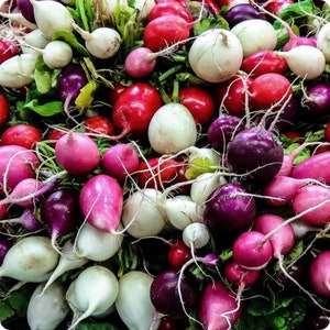 Spring Mixed Radish - Raphanus sativus - Rare Heirloom Vegetable