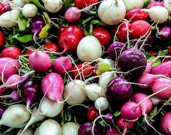 Rábano mixto de primavera - Raphanus sativus - Vegetal de herencia rara