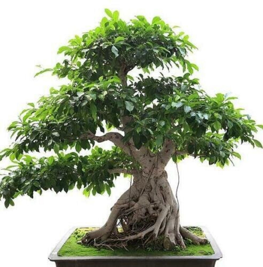Banyan Fig Bonsai Tree Ficus benghalensis Semillas raras de 'Bonsai Tree' Indian Banyan, White