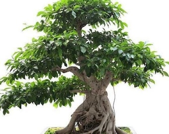 Banyan Feigen Bonsai Baum - Ficus benghalensis - Seltene 'Bonsai Baum' Samen - Indischer Banyan, Weiß-Grün, Heilige Feige, Würgefeige Bonsai