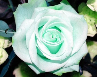 Florist's Tea Rose 'Mint Green' - Rosa x hybrida - Rare 'Plants' Seeds - Minty Green Rose, Minty Fresh Tea Rose, Minty Breeze Tea Rose