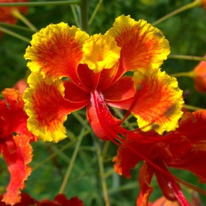 Red Bird of Paradise - Caesalpinia pulcherrima - Rare &#39;Plant&#39; Seeds - Red Dwarf Poinciana, Red-Yellow, Pride of Barbados, Paradisaeidae