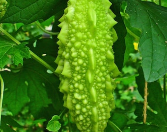 Melón amargo (verde y blanco) - Momordica charantia - Vegetal ancestral poco común