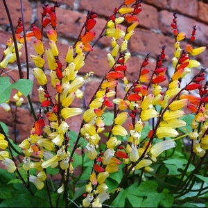 Feuerrebe - Ipomoea lobata - Seltene 'Pflanzen'samen - Spanische Flagge, Rot-Gelb, Firecracker Lire, Kardinal Kletterer, Spanische Flaggenrebe