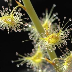 Jätte-Sileshår - Drosera gigantea - Sällsynta 'Köttätande' Frön - Spridande Flygväxt, Sileshår, Venus Flugfälla, Köttätande Växt, Insektsätande Växt