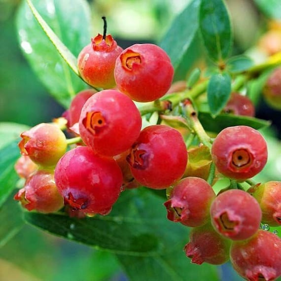 ブルーベリー「ピンクレモネード」 - Vaccinium corymbosum - 珍しい