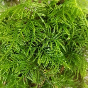 Può includere: Primo piano di muschio verde brillante, che mostra una superficie densa e strutturata. L'immagine evidenzia gli intricati dettagli delle piccole foglie aghiformi della pianta, creando un aspetto lussureggiante e naturale. Il muschio appare sano e ben idratato.