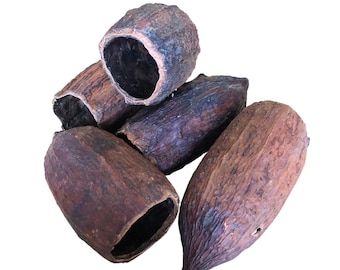Baccelli di cacao tagliati - Baccelli essiccati per decorazioni domestiche e per terrari. Arricchimento naturale per terrari e habitat di rettili. Aquascape.