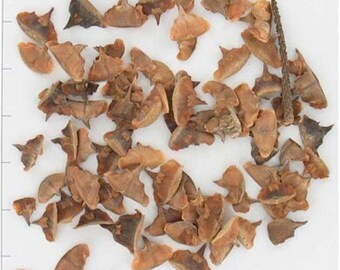 Escamas de cono - Accesorios para terrarios y vivarios - Frutas y vainas de semillas secas naturales