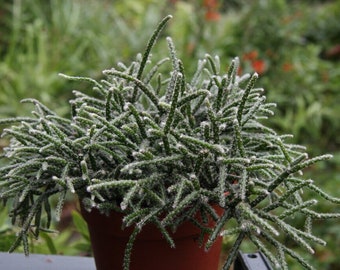 Hanging Cactus - Rhipsalis pilocarpa - Rare Cactus Species