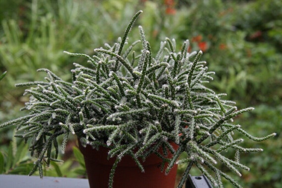 Hängekaktus - Rhipsalis pilocarpa - Seltene Kaktus-Art
