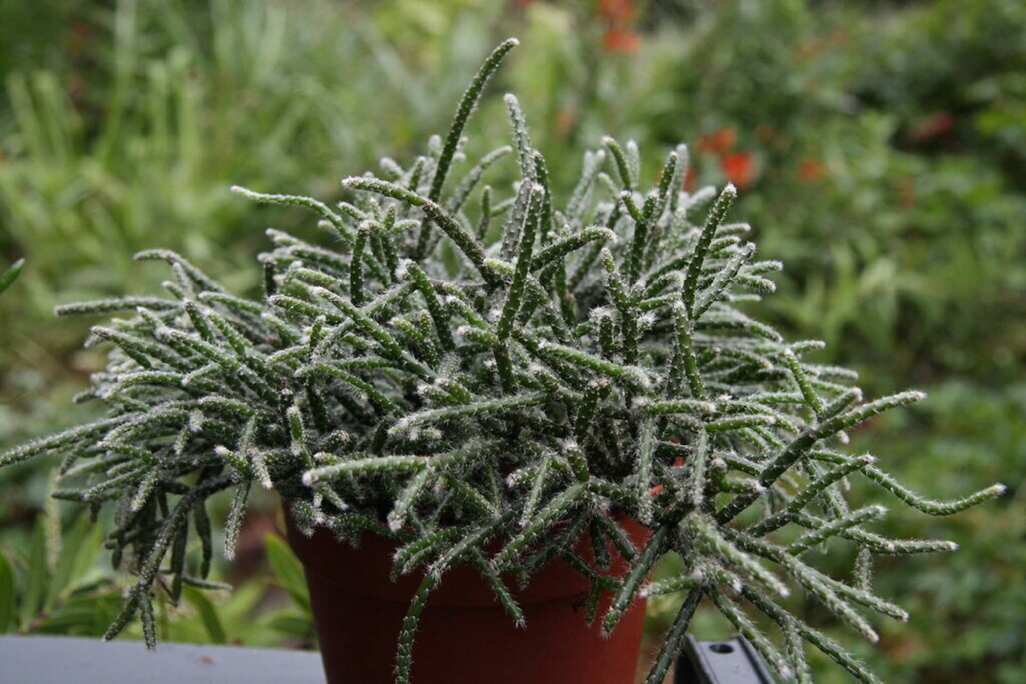 Hngekaktus - Rhipsalis pilocarpa - Seltene Kaktus-Art - Etsy sterreich