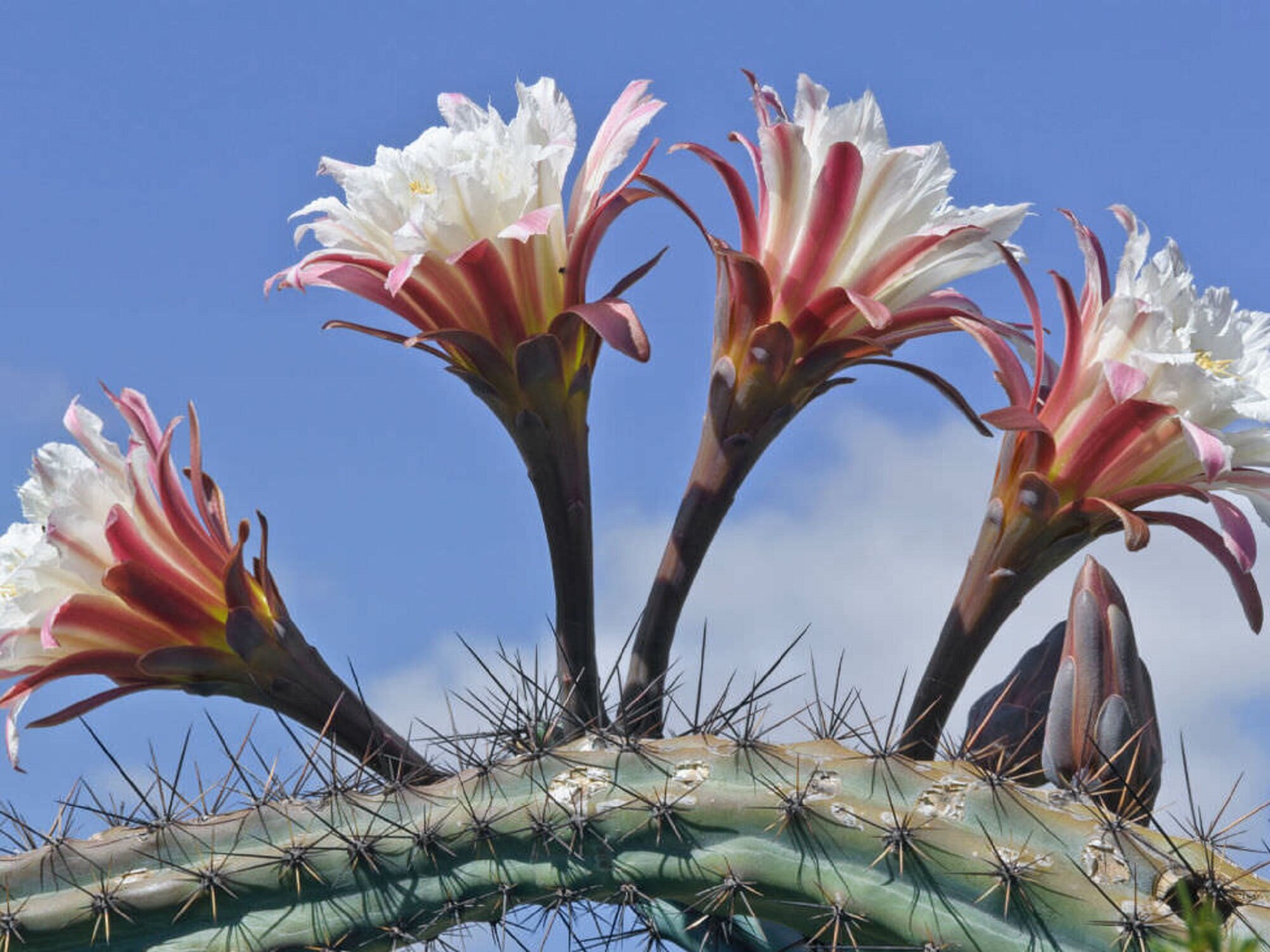 Peruvian apple cactus - Etsy 日本