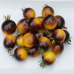 Hauptfarben Tomate - Solanum lycopersicum - Seltenes Erbgemüse