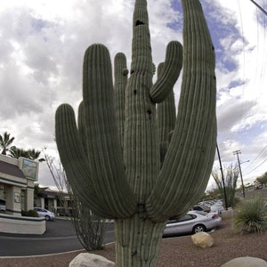 The Saguaro Cactus - Carneigiea gigantea - Rare 'Cactus' Seeds - Giant Cactus, Green-Gray, Carnegiea Gigantea, Arizona Cactus, Sahuaro