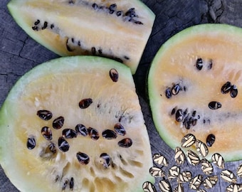 チェキルデジ・オヤリ・スイカ - Citrullus lanatus - 珍しい家宝の