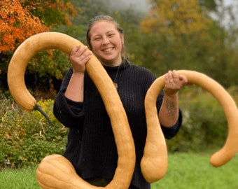 Tromboncino / Calabaza Zucchetta - Cucurbita moschata - Verdura de herencia rara