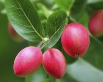 Natal Plum - Carissa macrocarpa - Semillas raras de 'fruta' - Carissa Plum, Pink-Green, South African Plum, Natal Wild Plum, Amatungulu Berry