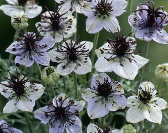 Love-in-a-Mist 'African Bride' - Nigella papillosa - Rare 'Plant' Seeds - Nigella, Devil in the Bush, Love in a Puff, Lady in the Green