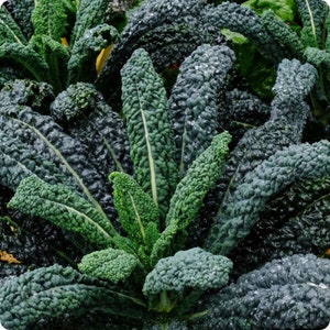 Lacinato Dinosaur Kale - Brassica oleracea var. palmifolia - Rare Heirloom Vegetable