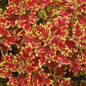 May include: A close-up of a plant with red and yellow leaves. The leaves are variegated with a mix of red and yellow.