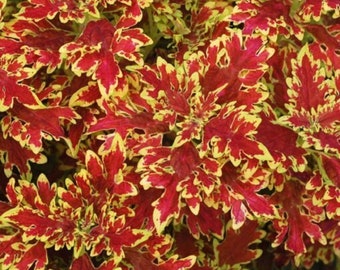 Wild Fire Blaze Coleus - Coleus scutellarioides 'blaze' - Rare 'Plant' Seeds - Flame Nettle, Wizard Coleus, Painted Nettle, Coleus Blumei