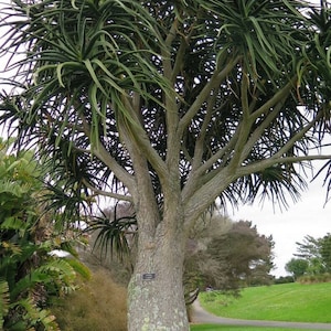 以下が含まれることがあります： 太くて灰色の幹と多くの枝を持つ、背の高い緑色の木。木は、そこから離れる道のある草地で育っています。