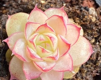 Echeveria rougissant - Echeveria malgan 'Blush' - Graines rares 'Succulent' - Echeveria Perle Von Nurnberg, Jaune-rose, Perle de Nuremberg