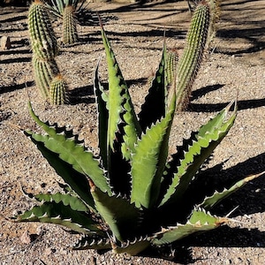 Agave winterhart - Etsy sterreich