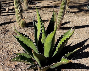 耐寒性アガベジョーズ - Agave gentryi 'jaws' - 希少な「多肉植物
