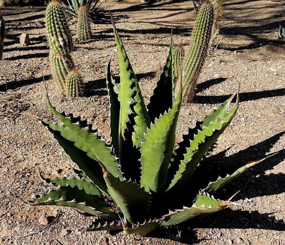 2月入荷 Agave gentryi Jaws アガベ ジェントリー ジョーズ 種子 種 25粒