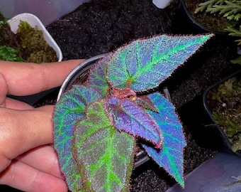 Begonia Suma Blue - Begonia sp. "Sumatra Blue" - Semillas de plantas raras