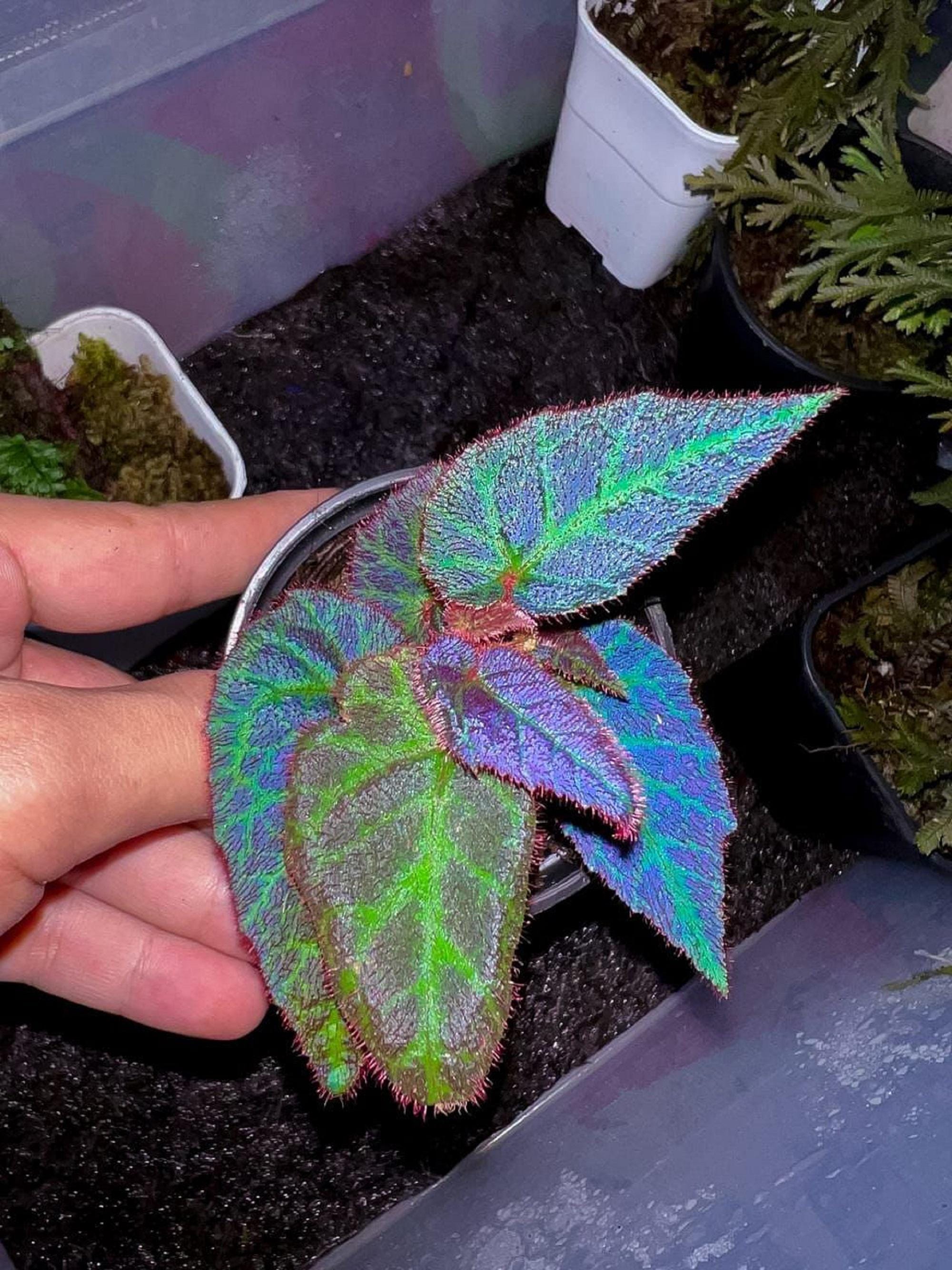 Suma Blue Begonia - Begonia Sp. 