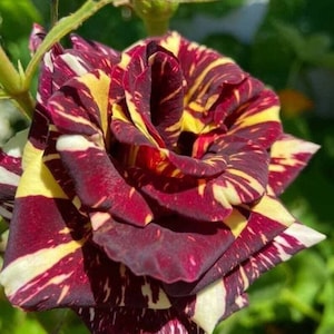 Puede incluir: Primer plano de una sola rosa con rayas rojas y amarillas. La rosa está en plena floración y tiene una apariencia delicada y rizada.