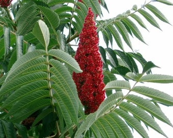 Peut inclure: Gros plan sur un sumac rouge avec des feuilles vertes et des grappes de fleurs rouges. Les grappes de fleurs sont en forme de cône et sont en pleine floraison.