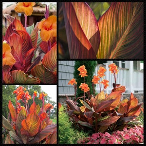 Puede incluir: Una planta de canna vibrante con hojas grandes de color rojo anaranjado y flores de color naranja brillante. La planta está creciendo en un jardín con otras plantas y flores.